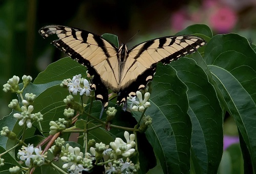 eastern tiger swallowtail temple of bloom.jpg